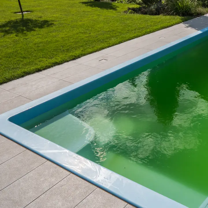Algae