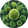 Algae