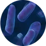 Legionella / Pseudomonas